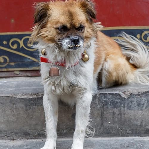 Miniatura 4 de STOBOK Campanas de cobre para pastoreo de vaca, ganado, granja, animales, campanas de bronce fuerte, campanas de ganado, pequeñas campanas de latón,