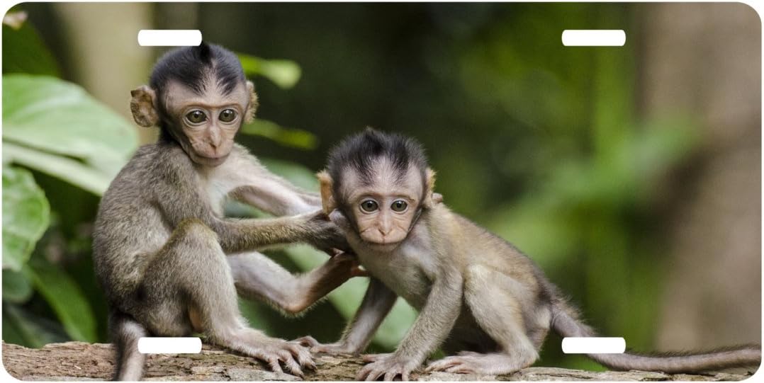 Monkeys, Personalized Couples License Plate, Car Tag