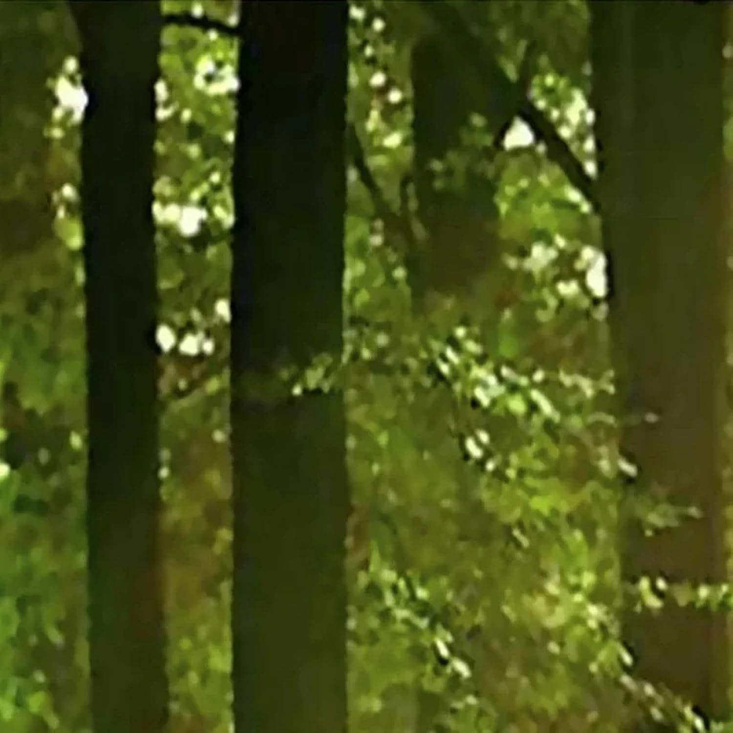 YLLMNOBM Forest Green Trees Landscape Background Wallpaper Modern Mural