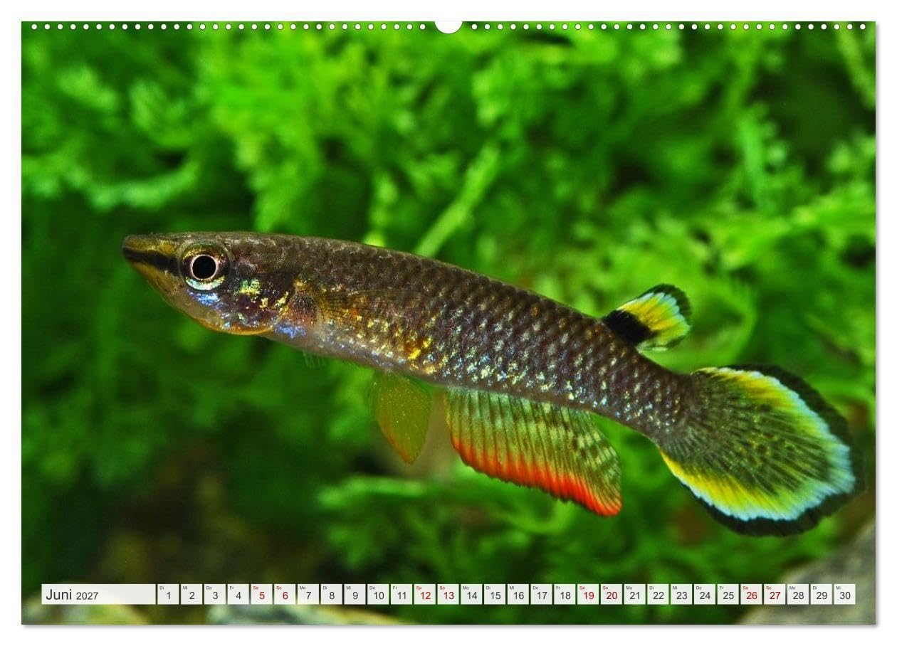 Beliebte Fische der Welt (hochwertiger Premium Wandkalender 2027 DIN A2 quer), Kunstdruck in Hochglanz: Aquaristik - Farbenprächtige Süßwasserfische (CALVENDO Hobbys)