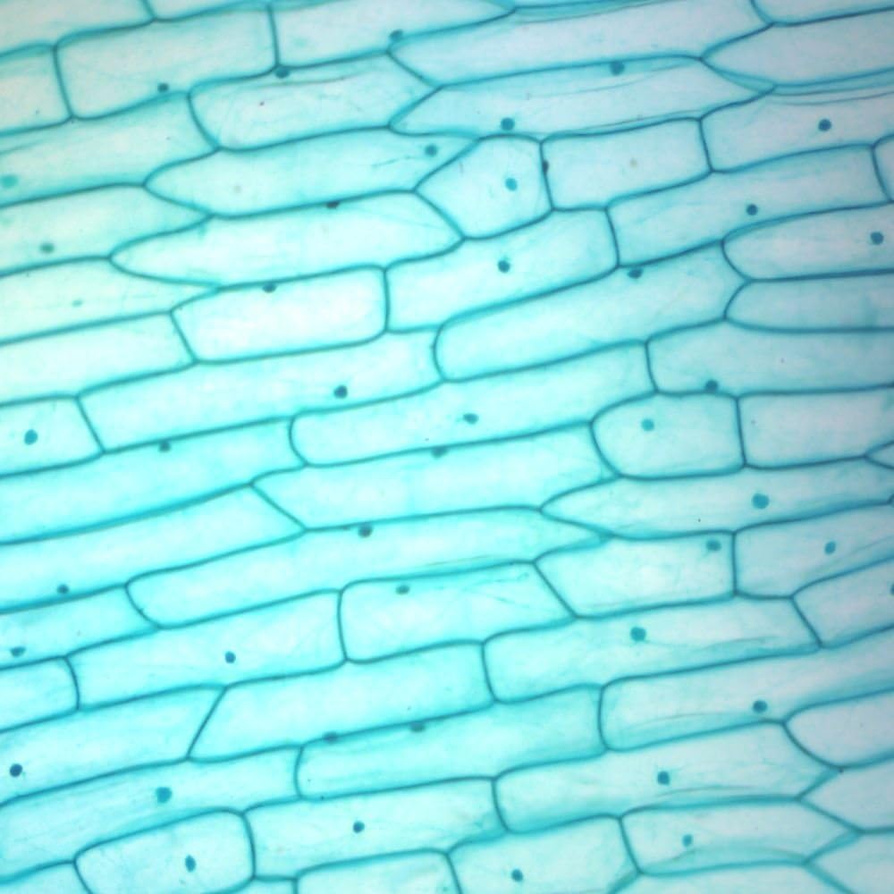 Onion Bulb Epidermis Slide, w.m.