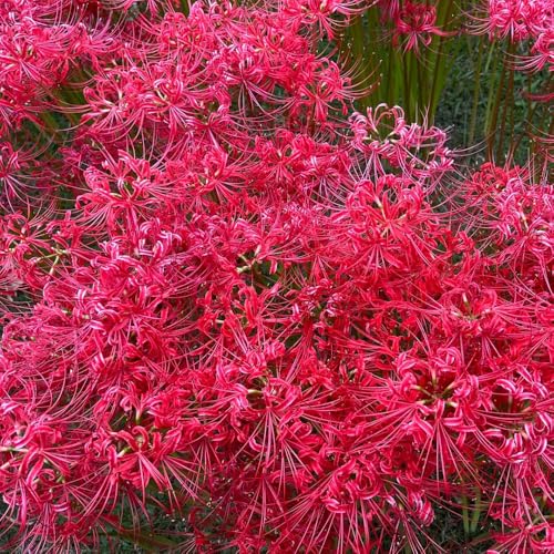 bulbi di giglio ragno - lycoris radiata - resistenti per il giardino, balcone rossa esotiche, esotiche resistenti rare, 3pcs