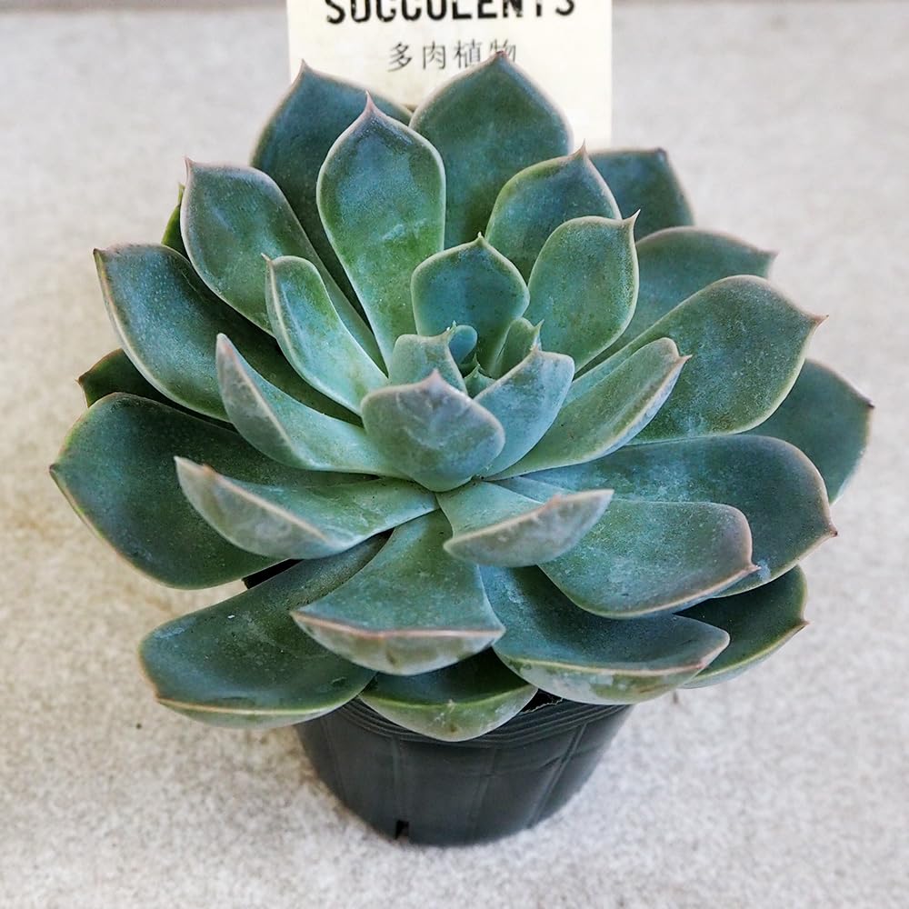 □[Y131]grandis Mukondoni【多肉植物 Edithcolea エディスコレア】