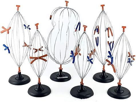 Amazon Co Jp 動物細胞減数分裂モデルと植物細胞減数分裂モデル 医学解剖学細胞減数分裂モデルと有糸分裂モデルセット 中学校生物学教育支援機器教育機器用 産業 研究開発用品 Amazon Co Jp 動物細胞減数分裂モデルと植物細胞減数分裂モデル 医学解剖学細胞減数分裂モデルと有糸分裂モデルセット 中学校生物学教育支援機器教育機器用 産業 研究開発用品