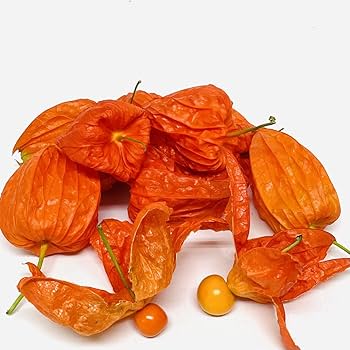 Amazon | ほおずき ホウズキ 実ドライ 新盆 お盆 ハロウィン装飾