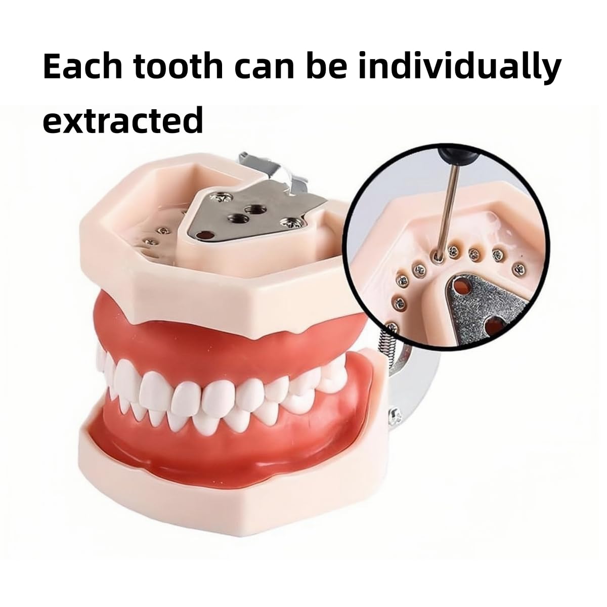 Modelo de dientes dentales de tipodonto, completamente desmontables, modelo de 28 dientes, adecuado para enseñar, practicar y estudiar, viene con un pequeño destornillador