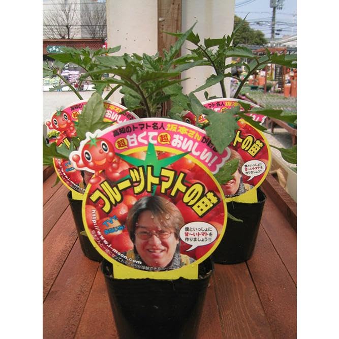 Amazon.co.jp: エムソン企画のトマト苗「坂本さんのフルーツトマト 4本