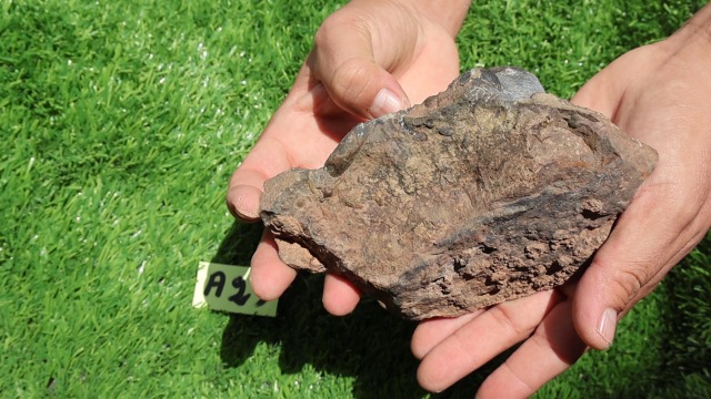 Image of Natural Platyclymenia /Goniatetes Plate Natural Fossil Ammonite Fossil Fossil from Morocco A29