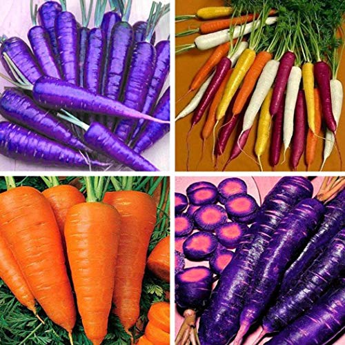 Free Venus Seeds- Multicolored Carrot Bonsai Plants Seeds Organic Vegetable Seeds for Planting