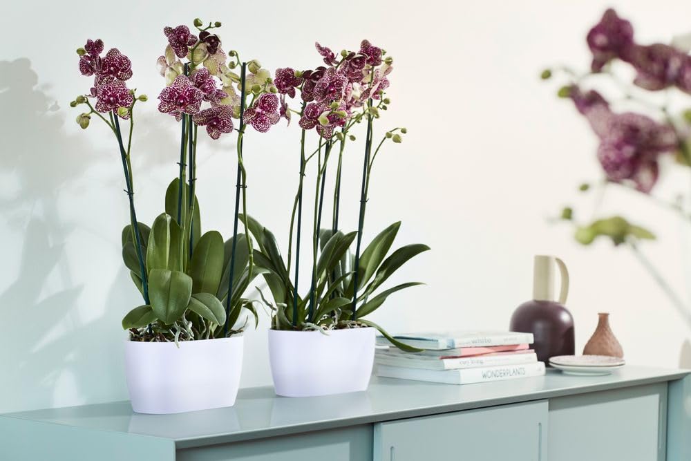 VASO TRASPARENTE PER ORCHIDEE BIANCO CON IL Fondo Sollevato Da Cm 13 Confezione Da 5 Pezzi