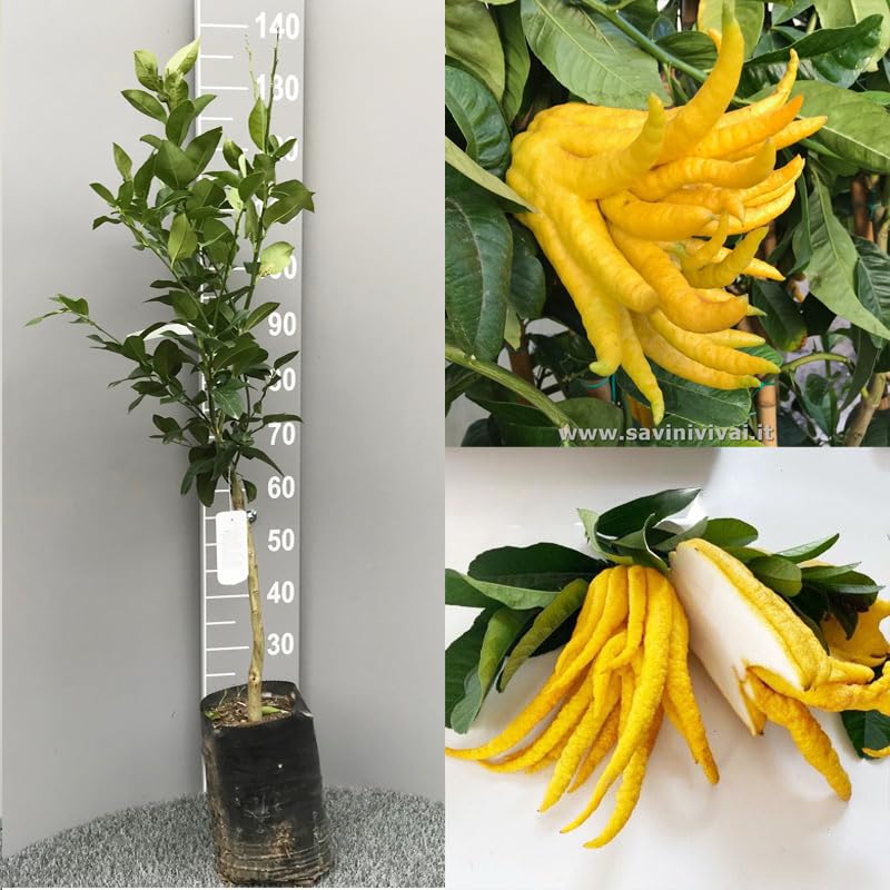 SAVINI VIVAI Zedernpflanze, Zitrusbaum, Zeder, Buddhas Hand in Phytozelle, Höhe 100–120 cm, 1 Jahr Veredelung, hergestellt in Italien