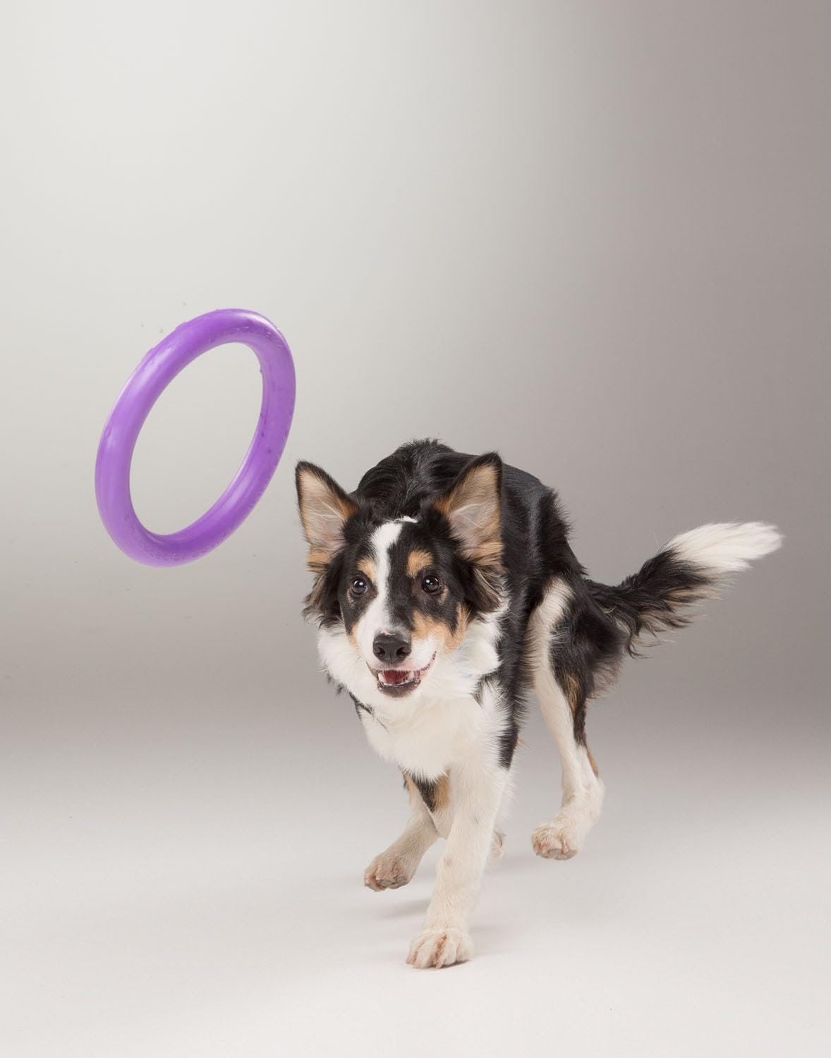 Puller Standard 2 Piezas 28 x 4 cm Anillos de Juegos Juguete Interactivo para Perros Juguetes de Agua Gimnasio para Perros Juguete Lanzador