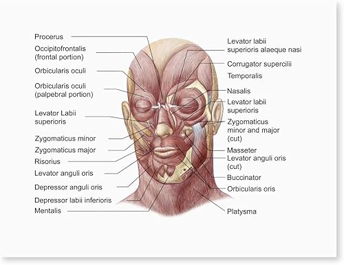 Posterazzi Músculos faciales de la cara humana (con etiquetas) Póster, (16 x 12)