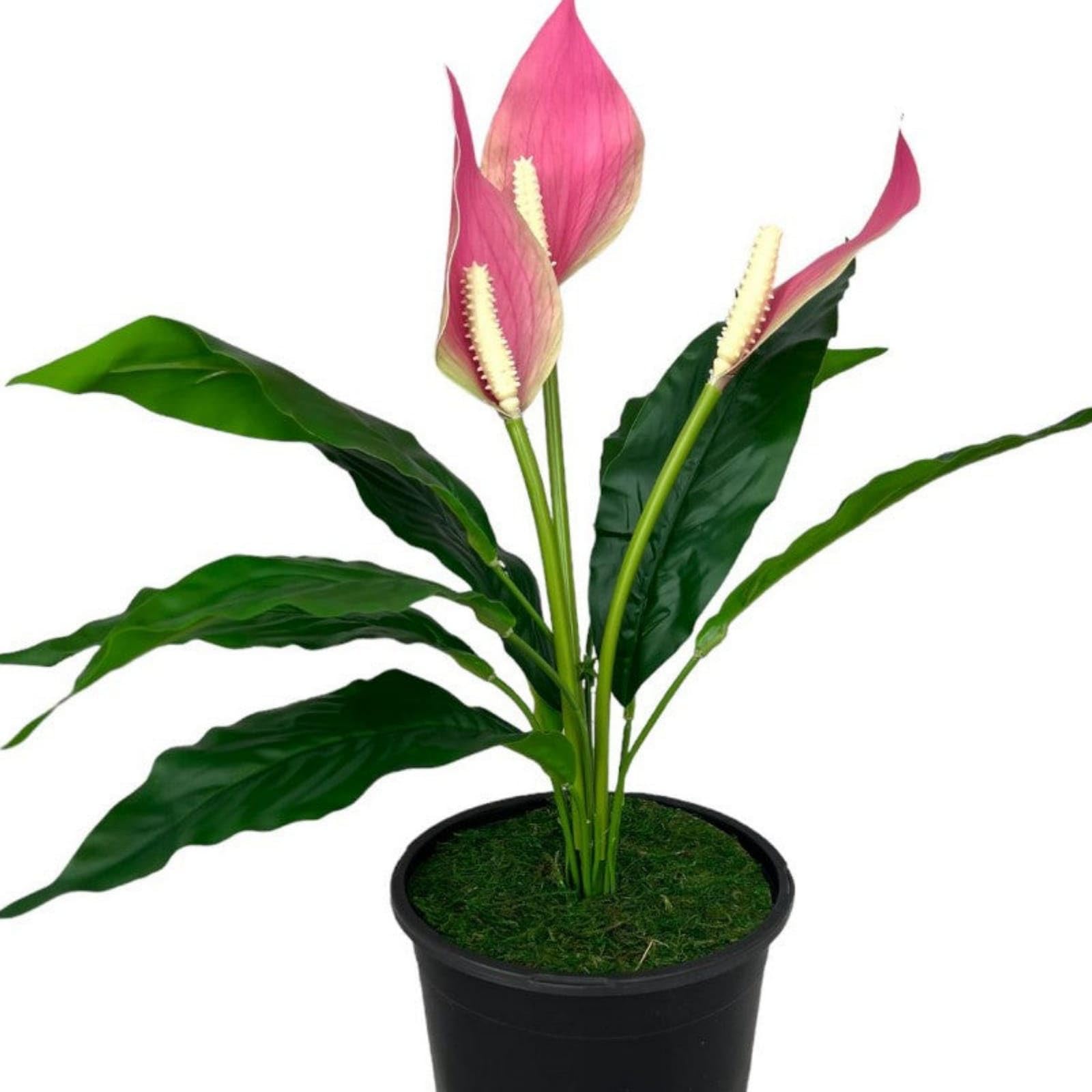 Live Beautiful Air Purifier Peace Lily Plant Spathiphyllum Air Purifying Live Indoor Plant with Flower Pot (B0CWLRND5S) Amazon Price History, Amazon Price Tracker