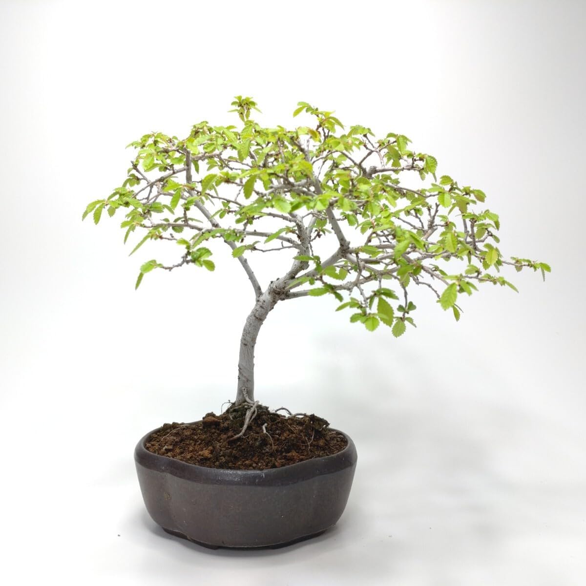 五葉松 [根上がり半懸崖] 貴風盆栽 五葉松 [根上がり半懸崖] 貴風盆栽