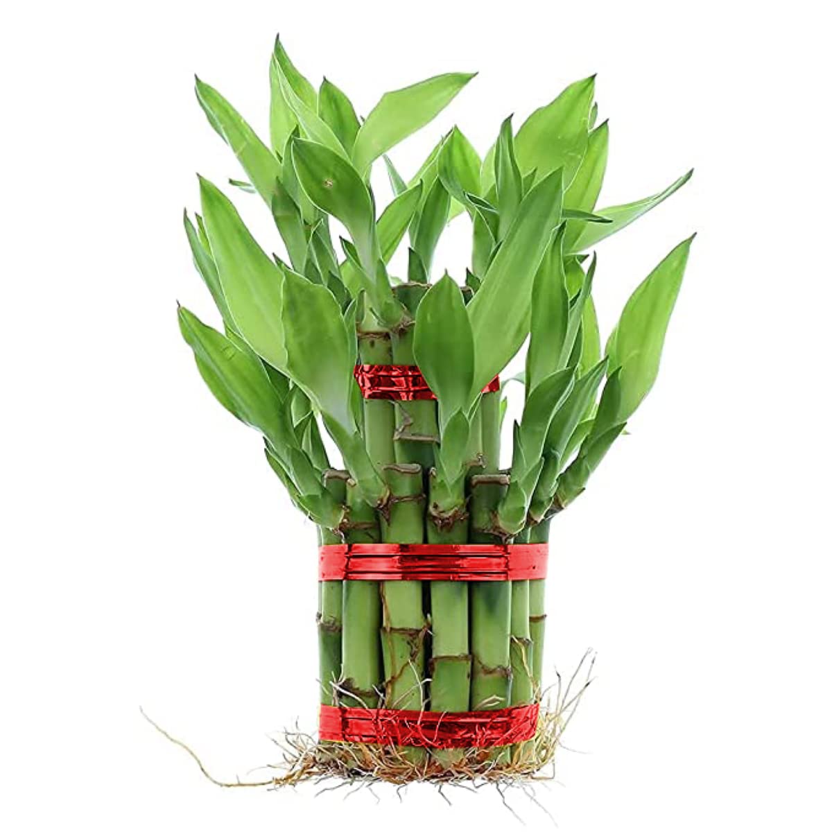 Desi Gardener Lucky Bamboo Plant (Small: 2 Layer Bamboo) (B09XBJZP43) Amazon Price History, Amazon Price Tracker