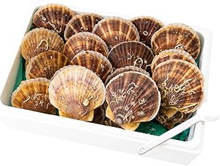 小笠原漁業部 北海道羽幌町産 殻付き 活ホタテ 約3kg (15～20枚・ヘラ付き) 貝柱 刺身 北海道 羽幌町【0910204】