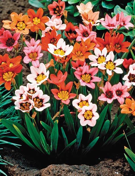 Sparaxis Mixed Harlequin Colour Bulbs Corms Perennial Summer Flowering Garden Plant (50)