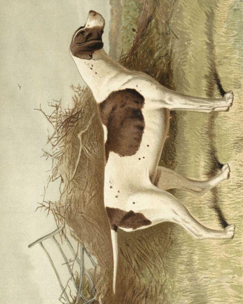 Pointer Poster Print - Vero Shaw (24 x 36)
