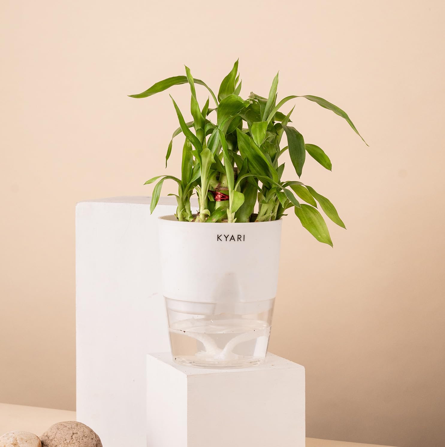 Kyari Lucky Bamboo 2 Layer Feng Shui Plant with White Self Watering Pot - Small 4 Inch