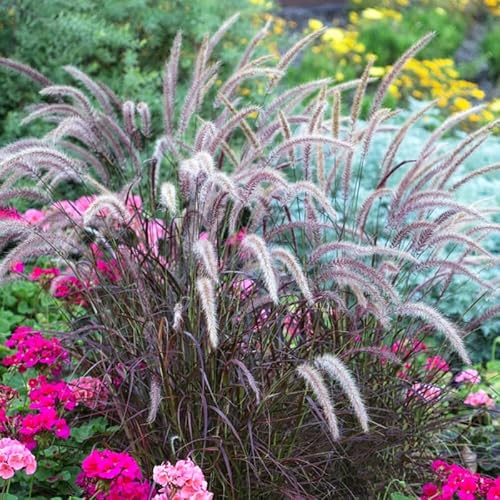 2 Purple Fountain Grass Plants Live Seedlings, Grass Plug Starter Plants for Growing 2 Purple Fountain Grass Plants Live Seedlings, Grass Plug Starter Plants for Growing