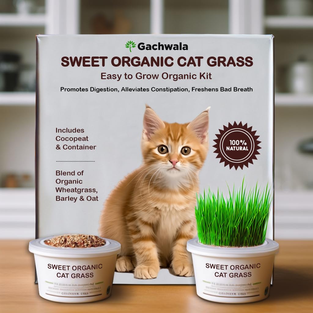 Gachwala Sweet Organic Cat Grass Kit, Easy-to-Grow Catgrass, Blend of Organic Wheatgrass, Barley & Oat - Includes Cocopeat & Container, Promotes Digestion & Reduces Hairballs of Indoor Cat (B0D2VXYWH5) Amazon Price History, Amazon Price Tracker