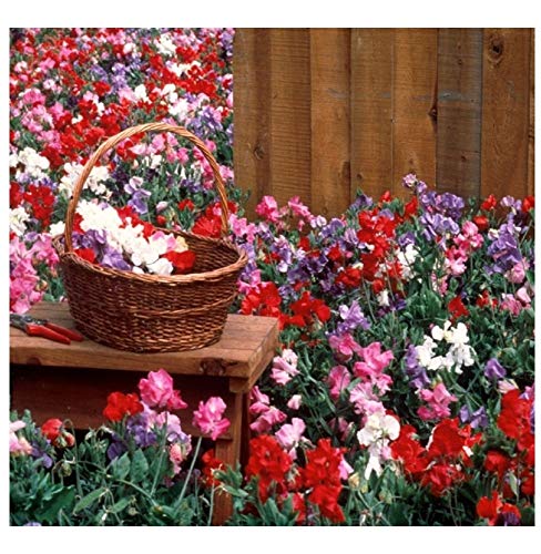 PREMIER SEEDS DIRECT - Sweet Pea - Dwarf - Knee HIGH Mix - 125 Flower Seeds