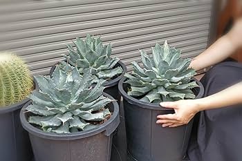 Amazon.co.jp: 巨大株 美株 アガベ 雷神 多肉植物 ライジン 12号