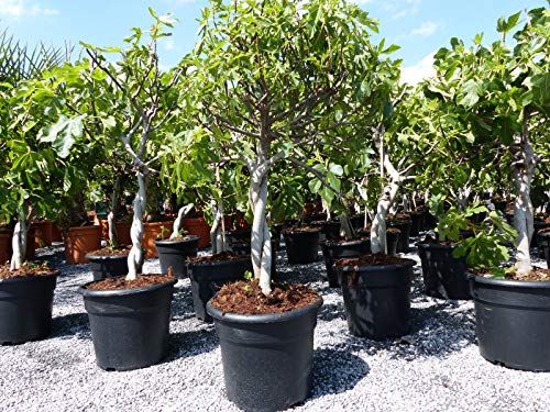 gruenwaren jakubik Feigenbaum - hell UND dunkel - in 1 Topf, Obstbaum, winterhart, Ficus Carica, Feige