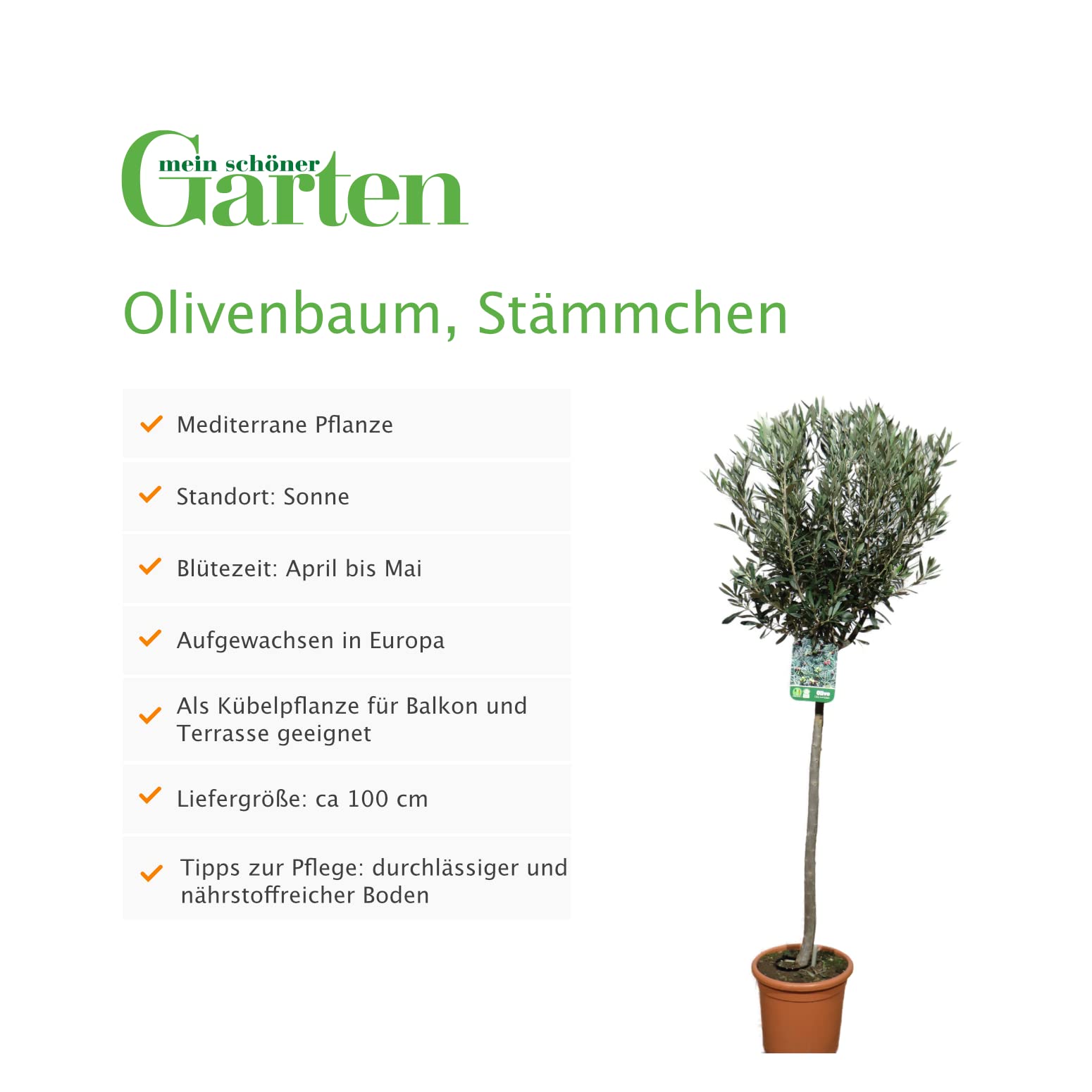smaragd thuja dünger Thuja Dünger flüssig 500ml Konzentrat
