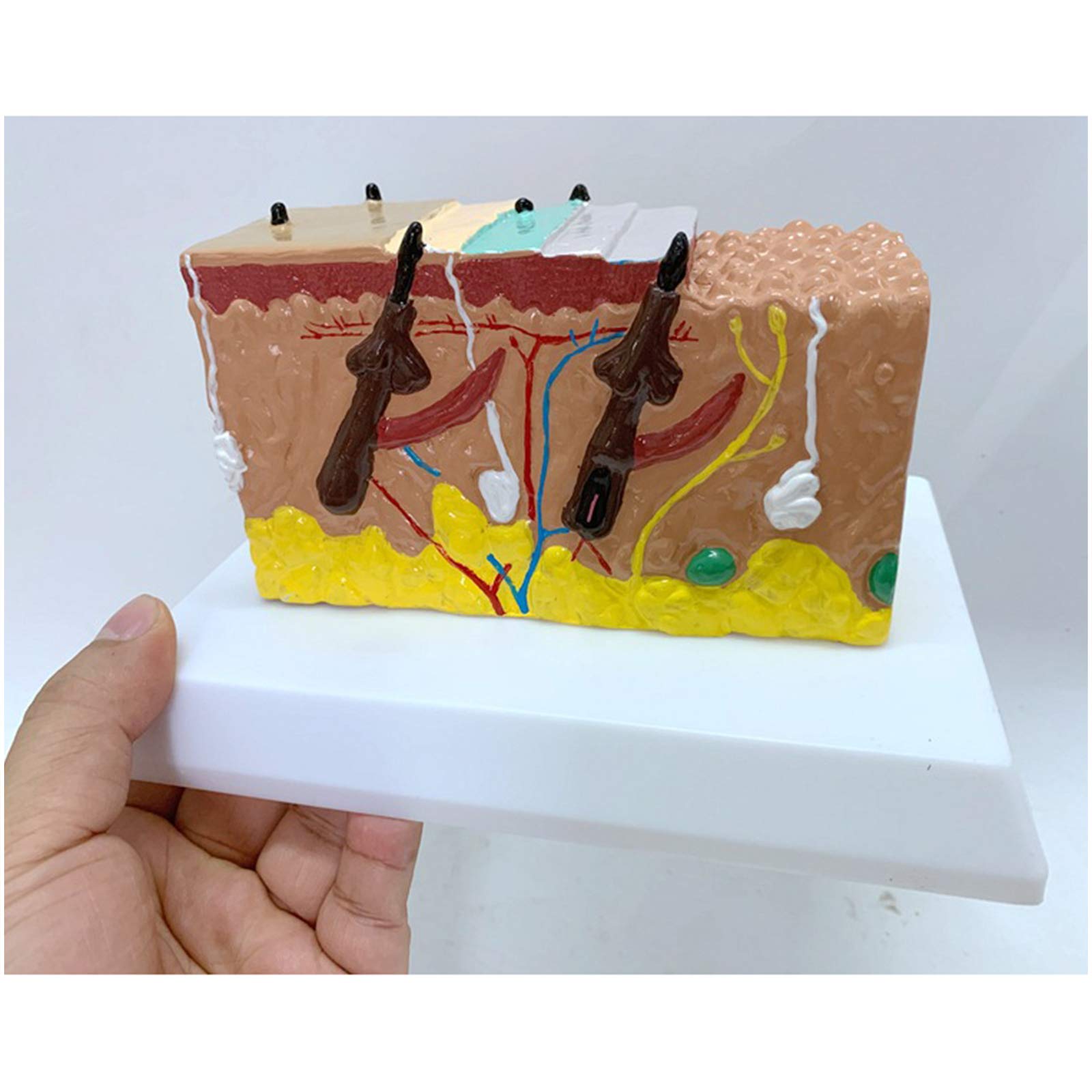 Anatomiczny Modele ludzkiej skóry,Modele przekrój skóry,Modele medyczne anatomiczny proces wzrostu włosów Modele medyczne mieszków włosowych,materiał PCW,do pokazania nauki nauki nauki
