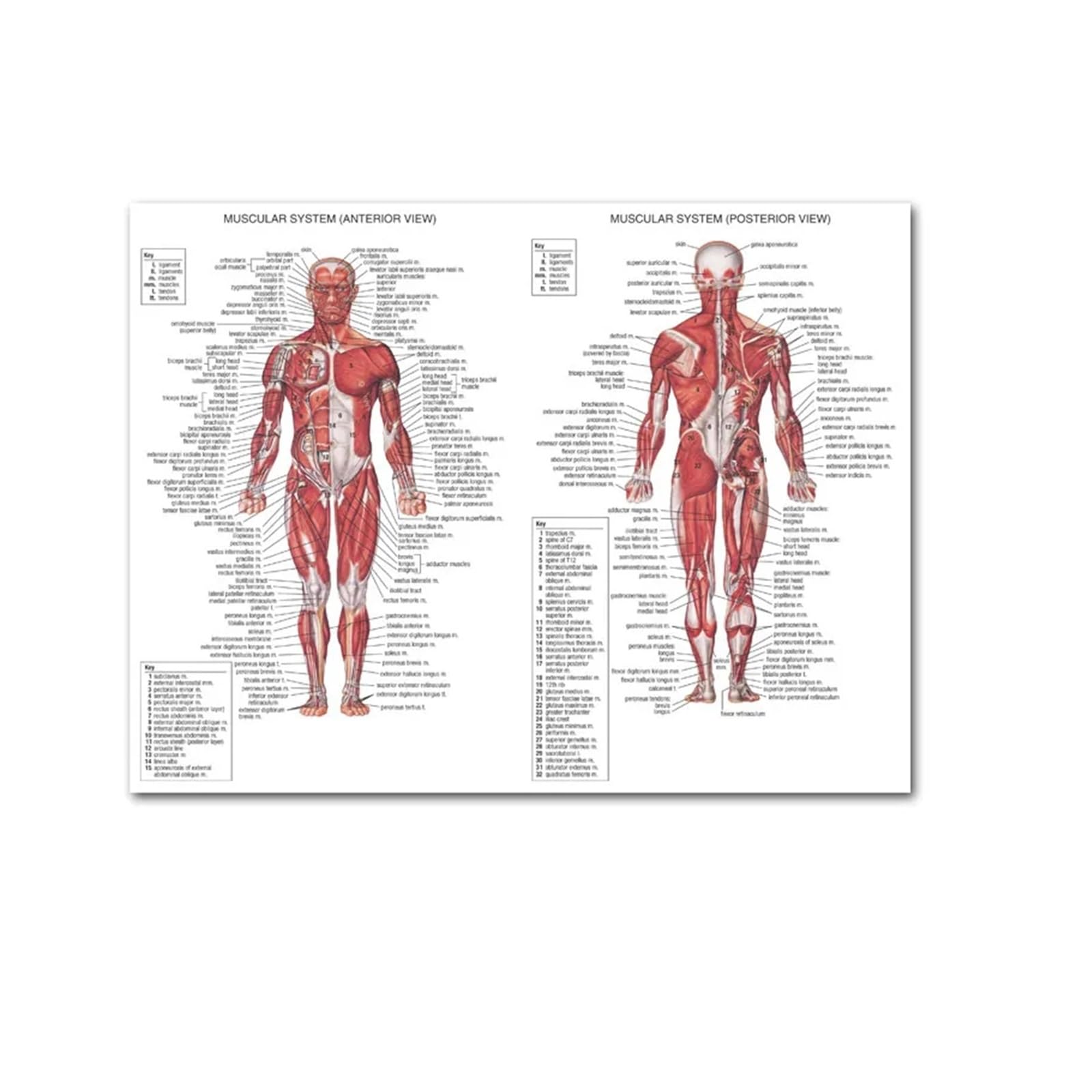 1pc Układ Mięśniowy Plakaty I Druki Wykres Anatomii Ludzkie Ciało Szkoła Nauki Medyczne Edukacyjne Obrazy Na Płótnie Home Decor(05,55x75cm)