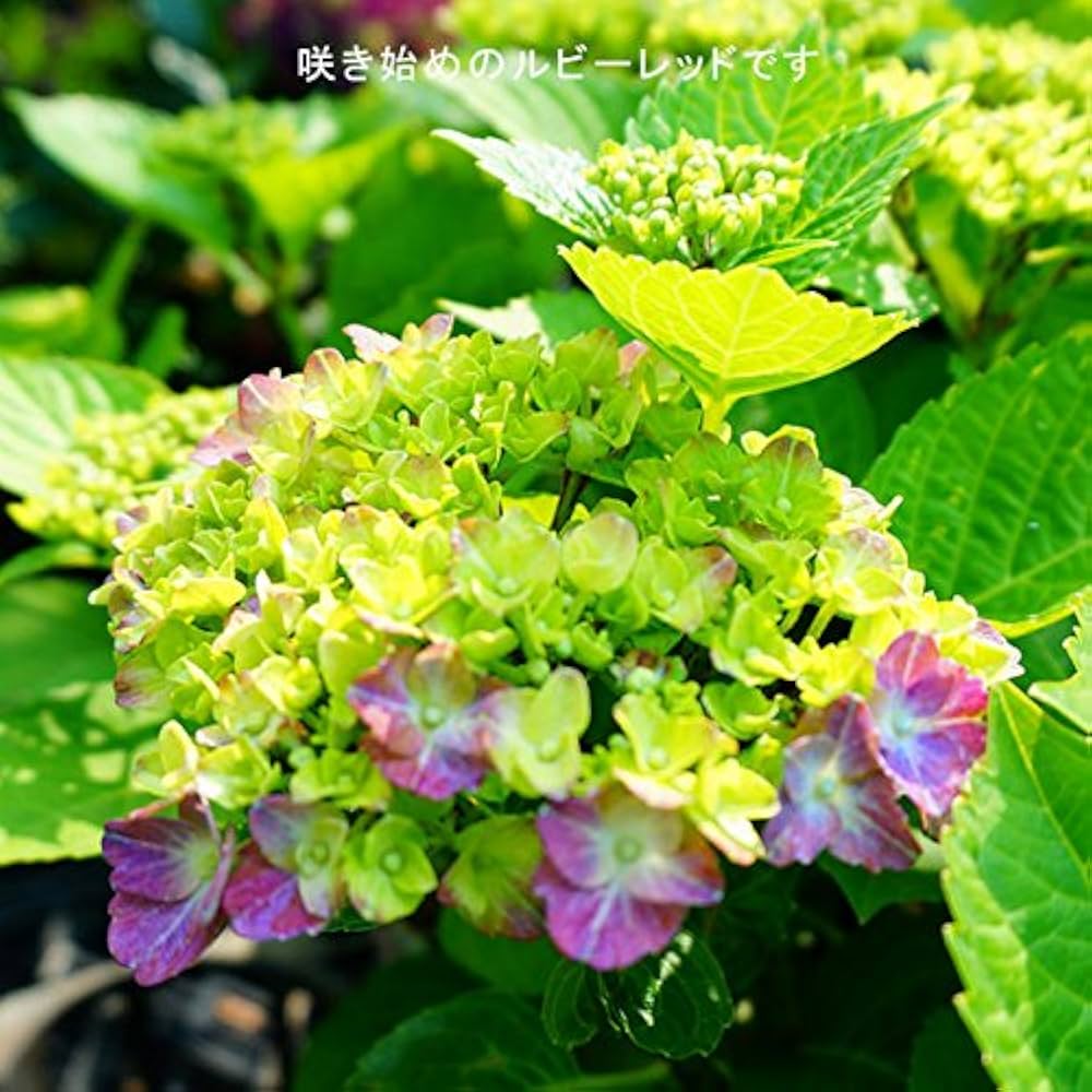 Amazon.co.jp: 紫陽花 あじさい 【マジカル ルビーレッド】 5号