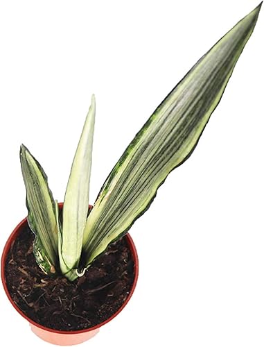 Miniatura 2 de Sansevieria Bentel's Sensation - 4" de California Tropicals