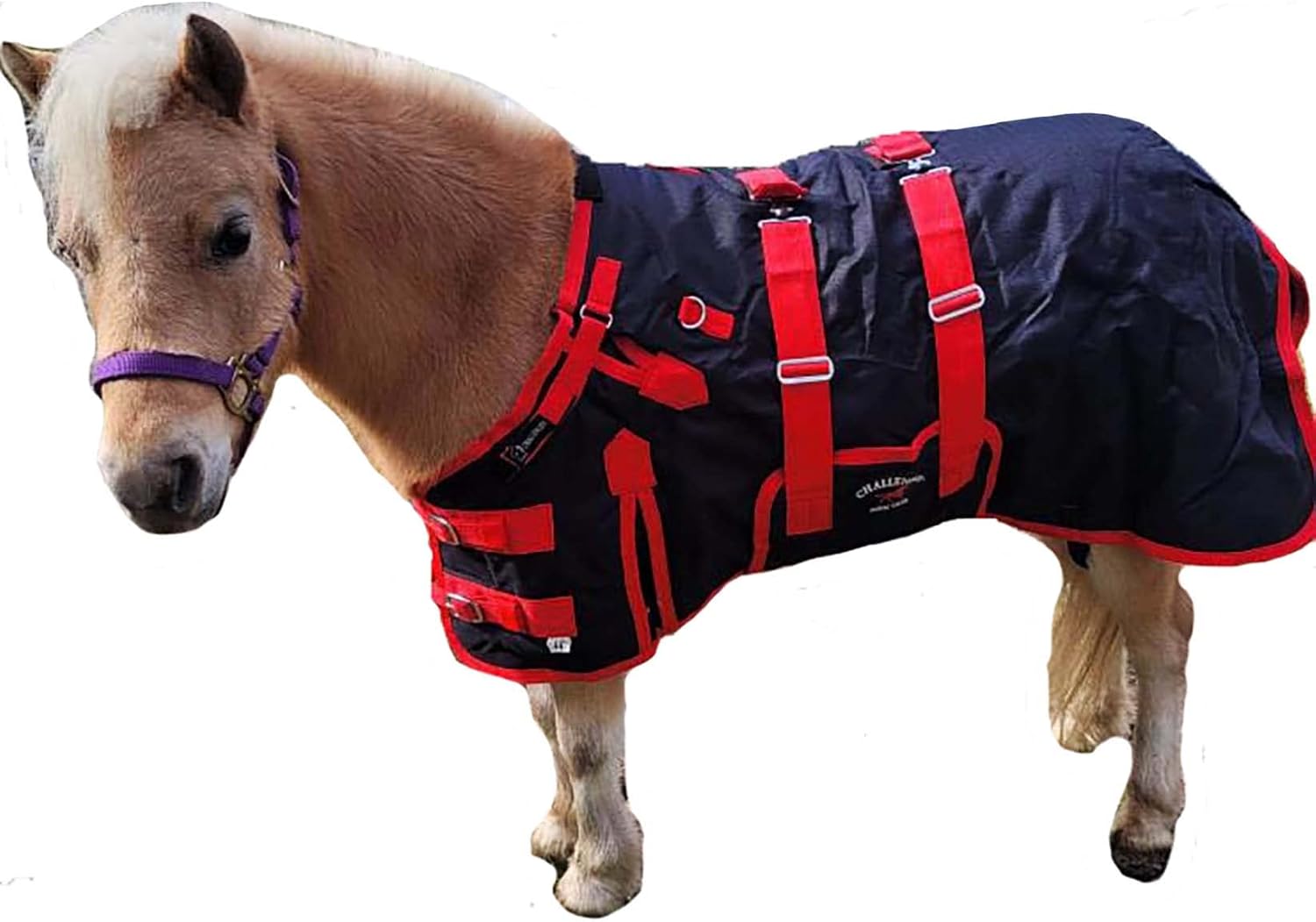 CHALLENGER 46" 1200D Miniature Weanling Donkey Pony Horse