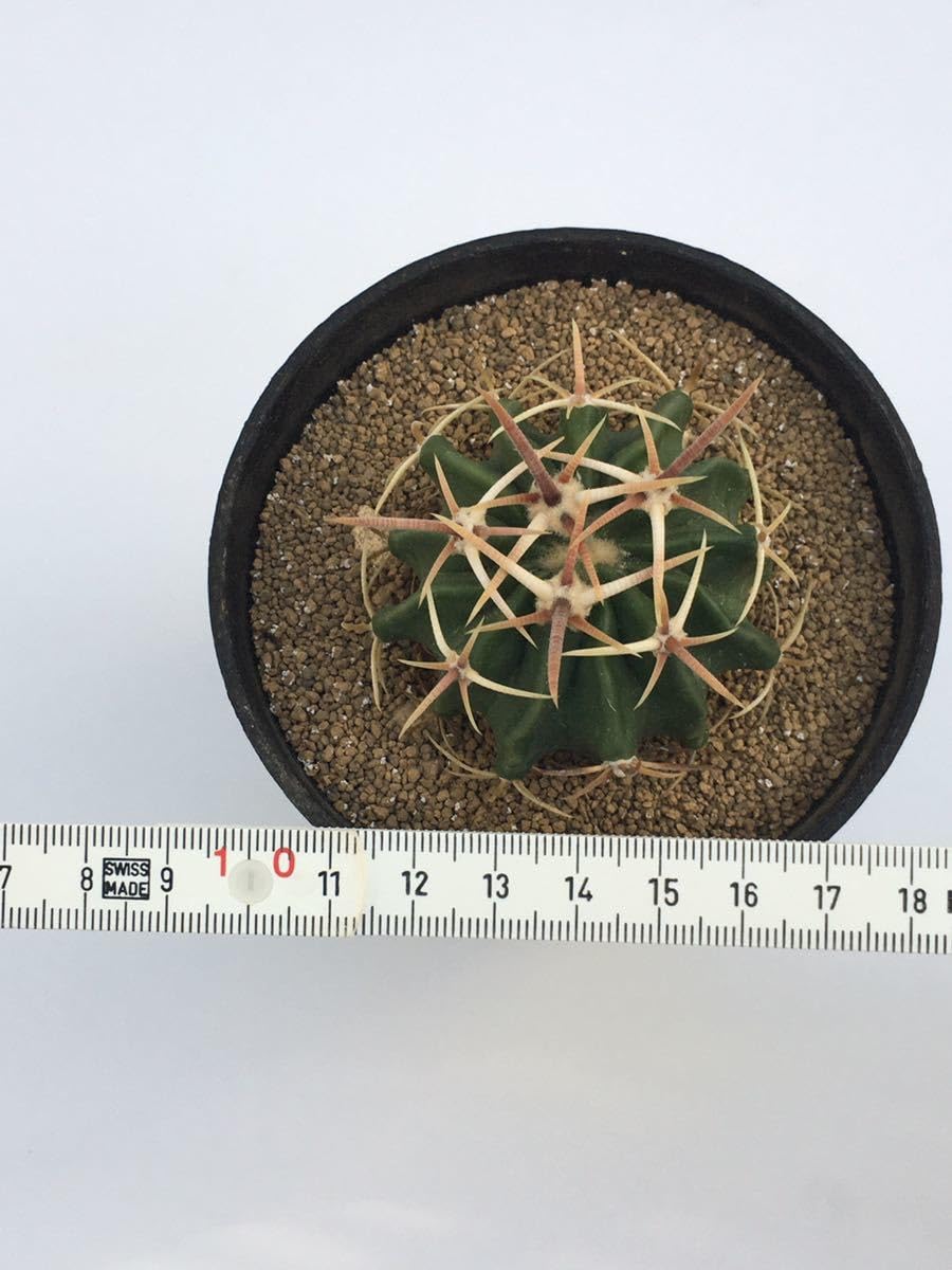 Amazon.co.jp: エキノカクタス 綾波（Echinocactus texensis