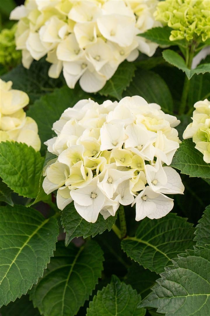 Hortensie Hydrangea macrophylla Hochzeits-Hortensie 30-40 cm winterhart