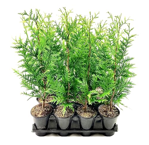 Thuja Arborvitae Green Giant - 5 Live Quart Size Plants - Ev...