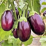 TomorrowSeeds - Indian Eggplant Seeds - 200+ Count - for 2026 Planting Brinjal Ratna Small Baby Round Egg Aubergine Eggplants Melongene Melanzana USA Garden Vegetable Grow Your Own Home Farm Patio