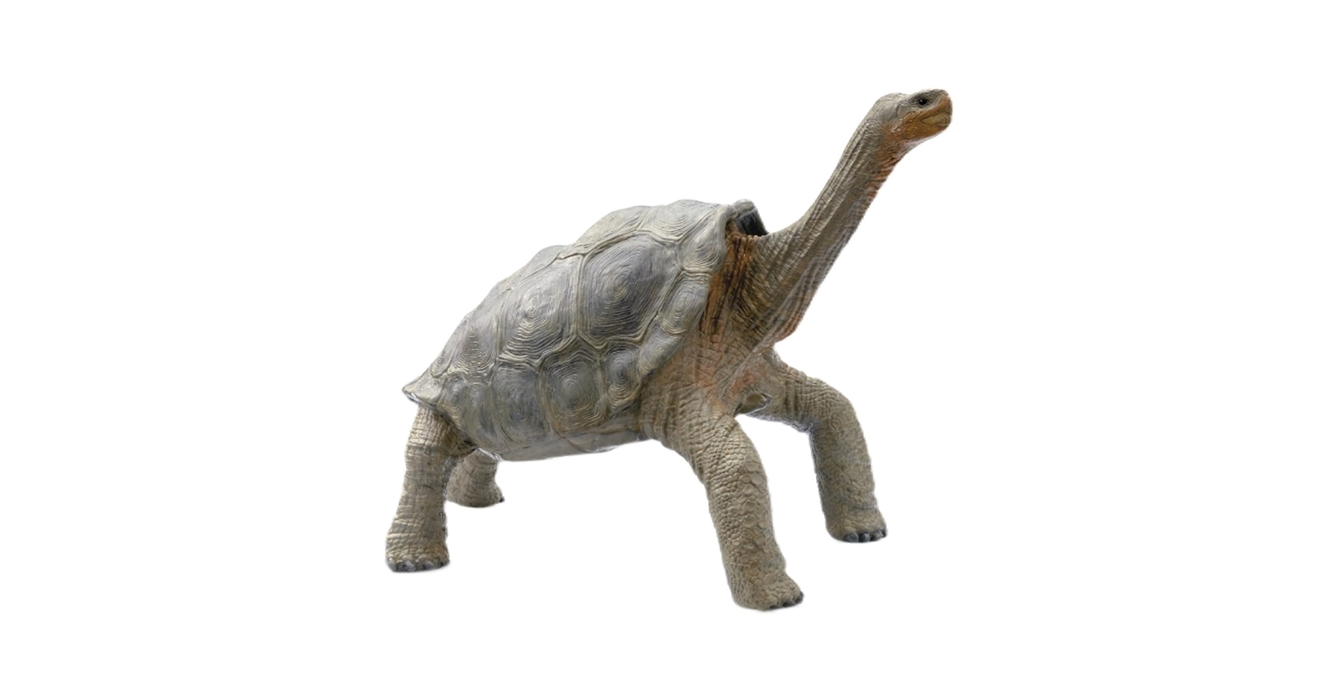 61SsWlzWeOL.jpg_BO30,255,255,