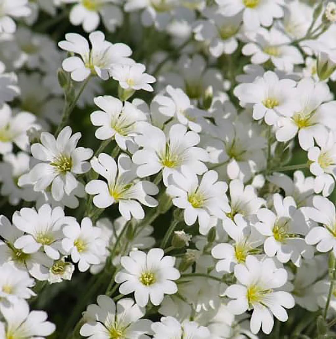 3500 Snow in Summer Seeds