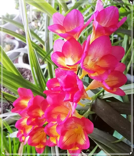 Amazon フリージアの球根 鮮やかな色 華やかな花 簡単な植え付け 鉢植えに適しています 特に 大きく 神秘的で珍しい観賞植物 5 球根 1 花