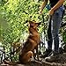 lionto Hundehalsband aus strapazierfähigem Nylon für Hundetraining, Länge 35 cm, 0,8 cm Dicke, Zugstopp Halsband für Hunde, Lederimitat mit Metallring & Anpassung durch stufenlosen Schieber, schwarz