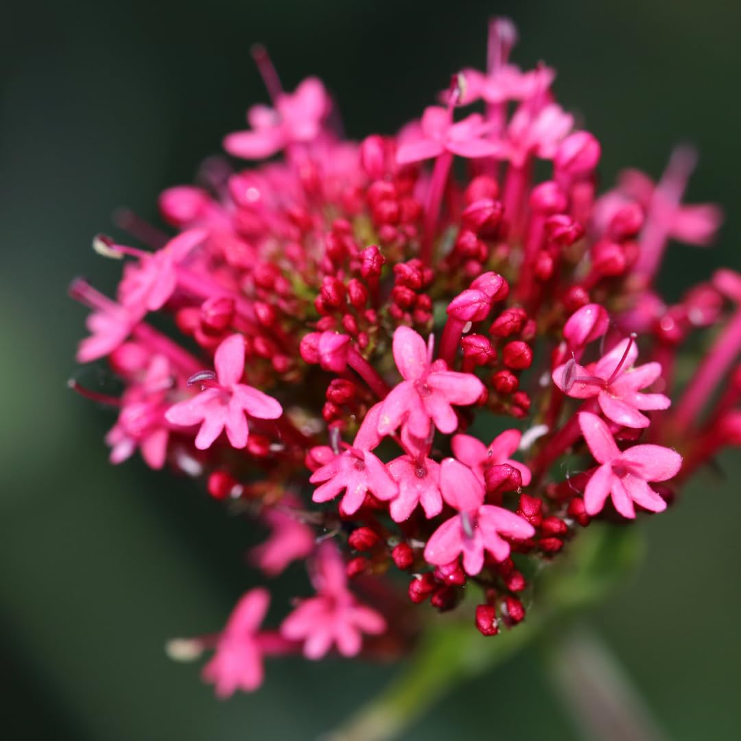 Plants by Frank Centranthus Ruber Coccineus, 24x Spornblume, Ø 9 cm
