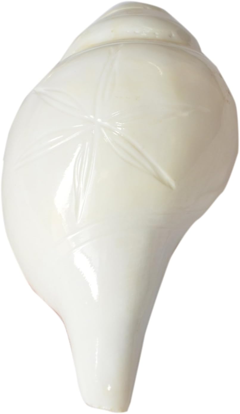 Pandit NM Shrimali Dakshinavarti Shankh White