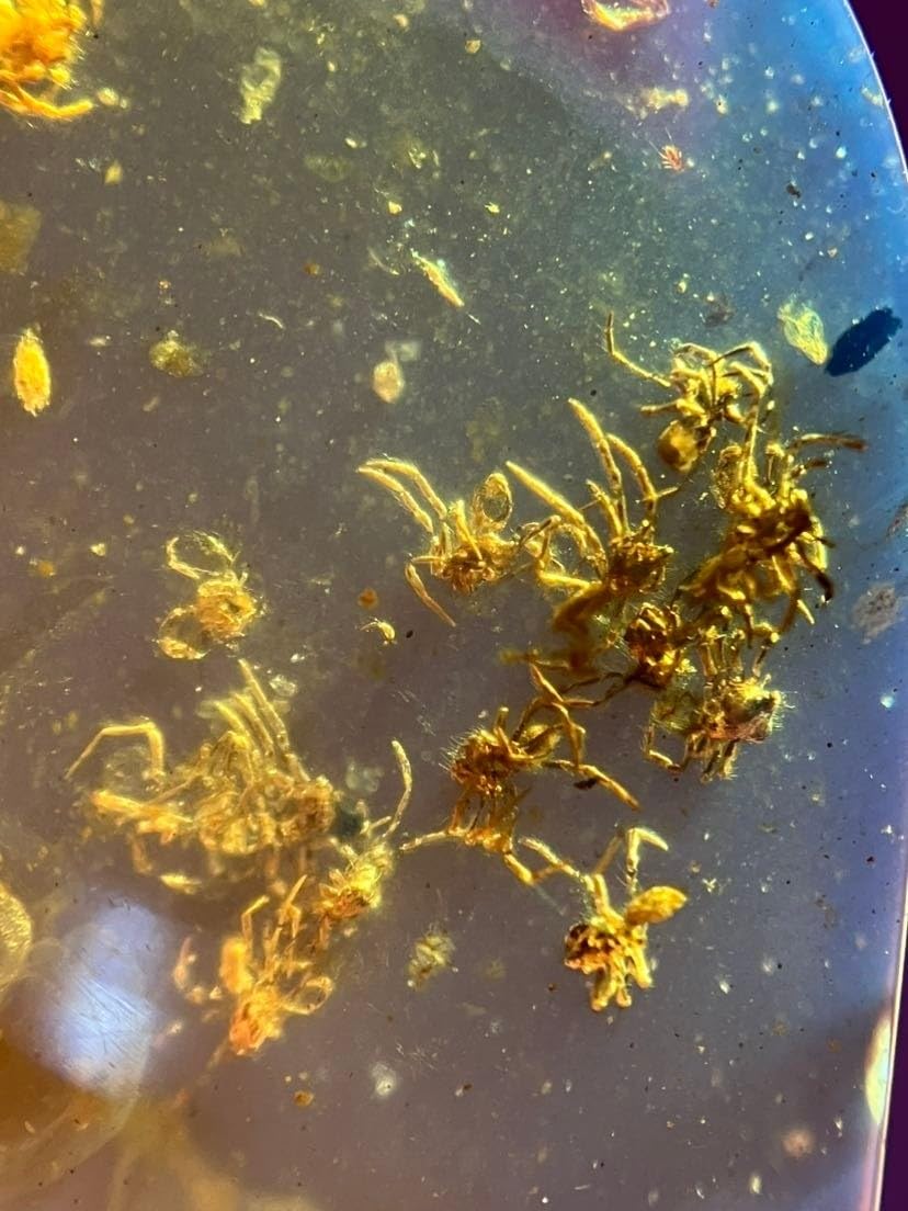 Burmese burmite Cretaceous A nest of Spiders Insect Fossil Amber Myanmar