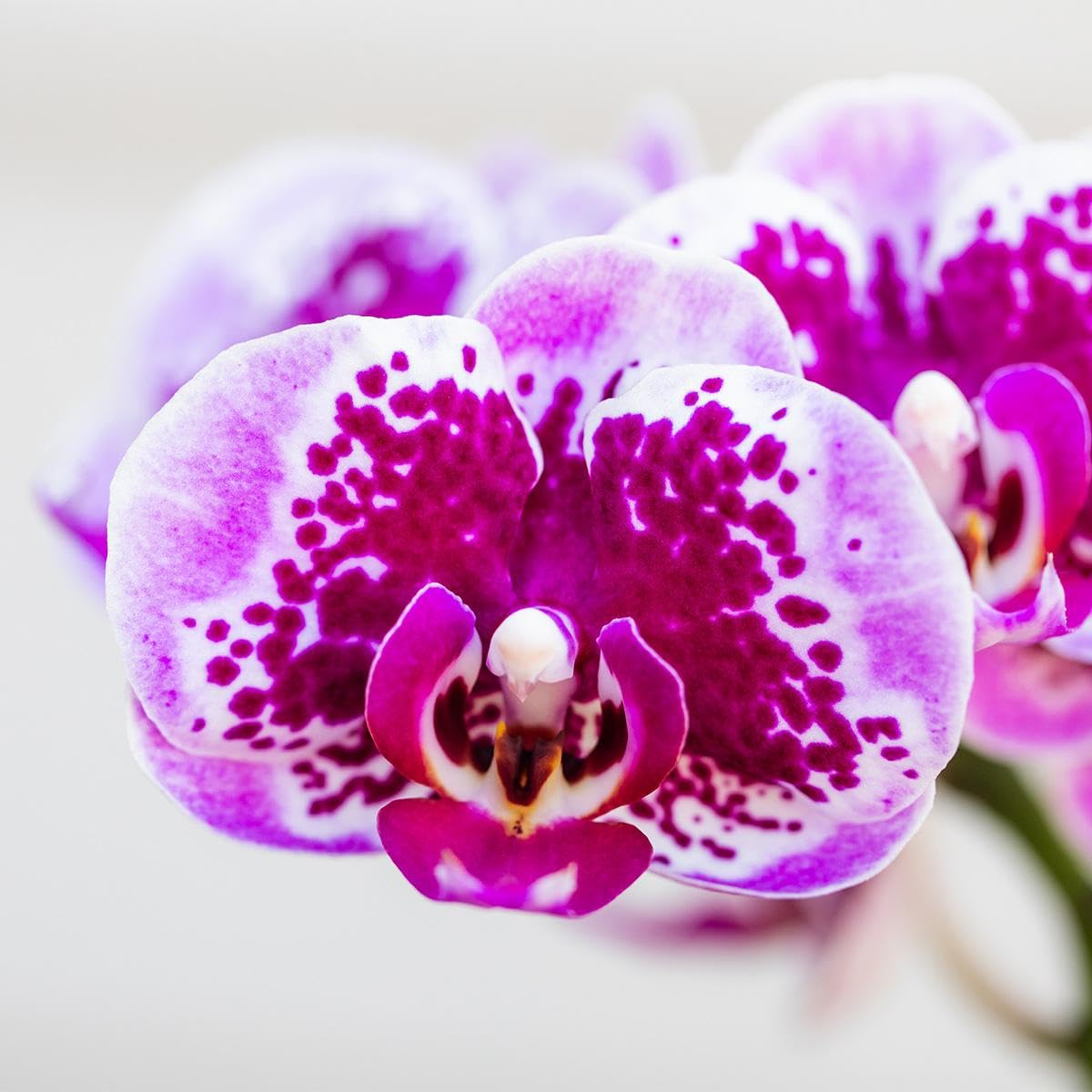 KOLIBRI Orchids | Rosa lila Phalaenopsis Orchidee - El Salvador Topfgröße Ø9cm blühende Zimmerpflanze frisch vom Züchter, 9.0