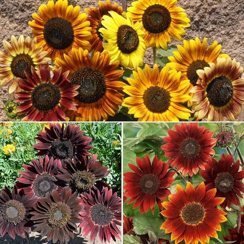Image of Ferry-Morse Red Shades Bulk Sunflower Seed Mix, 15,000+, 1 lb