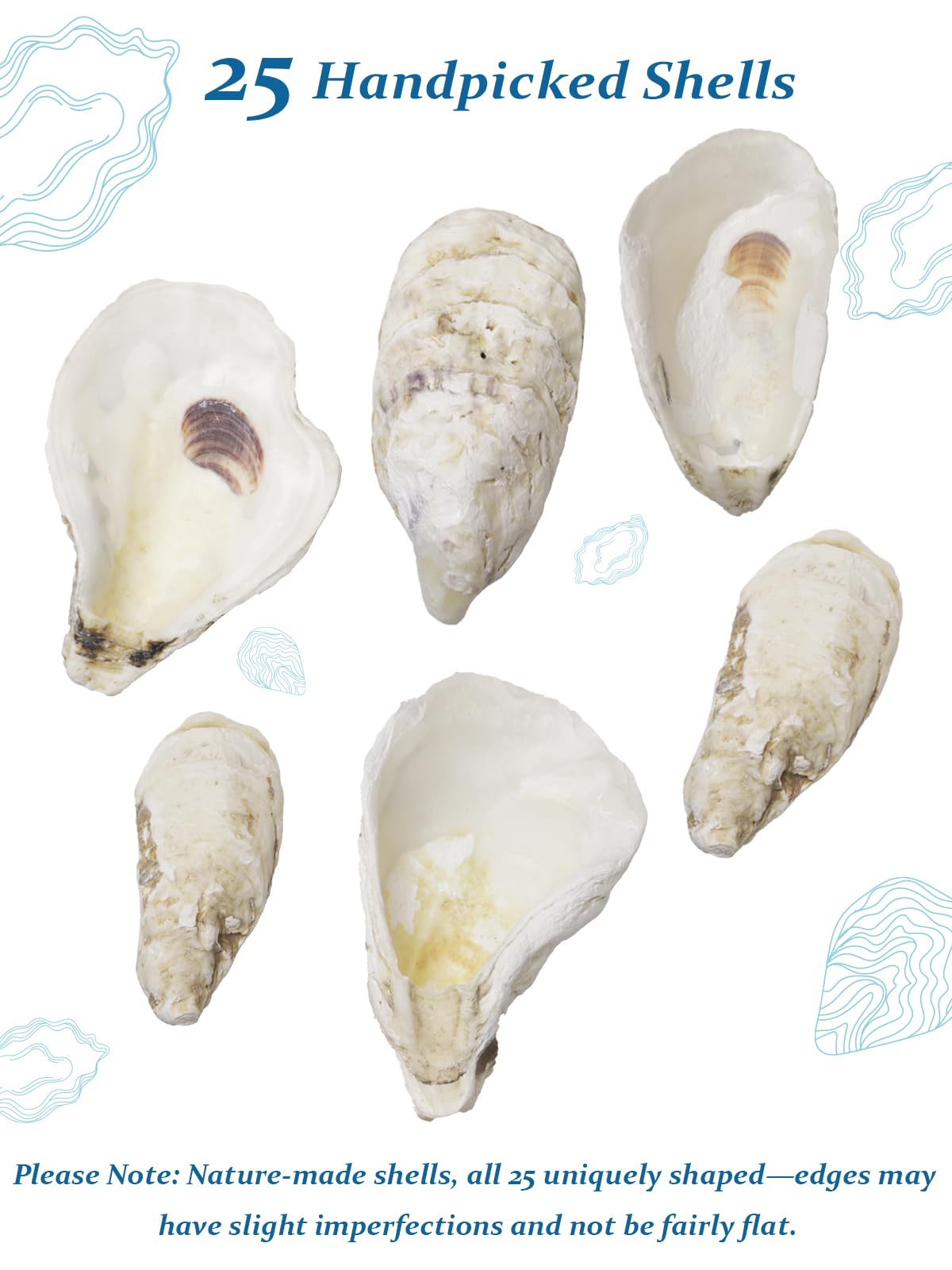 Konkave Austernmuscheln zum Basteln und Basteln, 7,6 cm - 10,2 cm, Schmuckkästchen, Malen, Weihnachtsdekoration, Vasenfüller, Großpackung Muscheln, 25 Stück