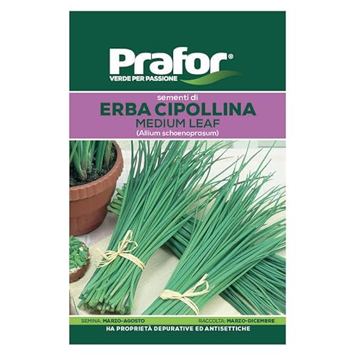 Hortus Semi prafor Erba cipollina BTS